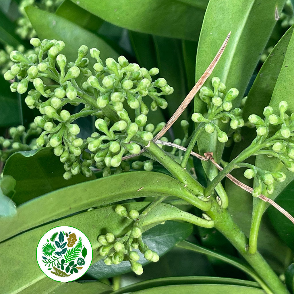 Skimmia &#39;Green&#39; (Various Sizes)