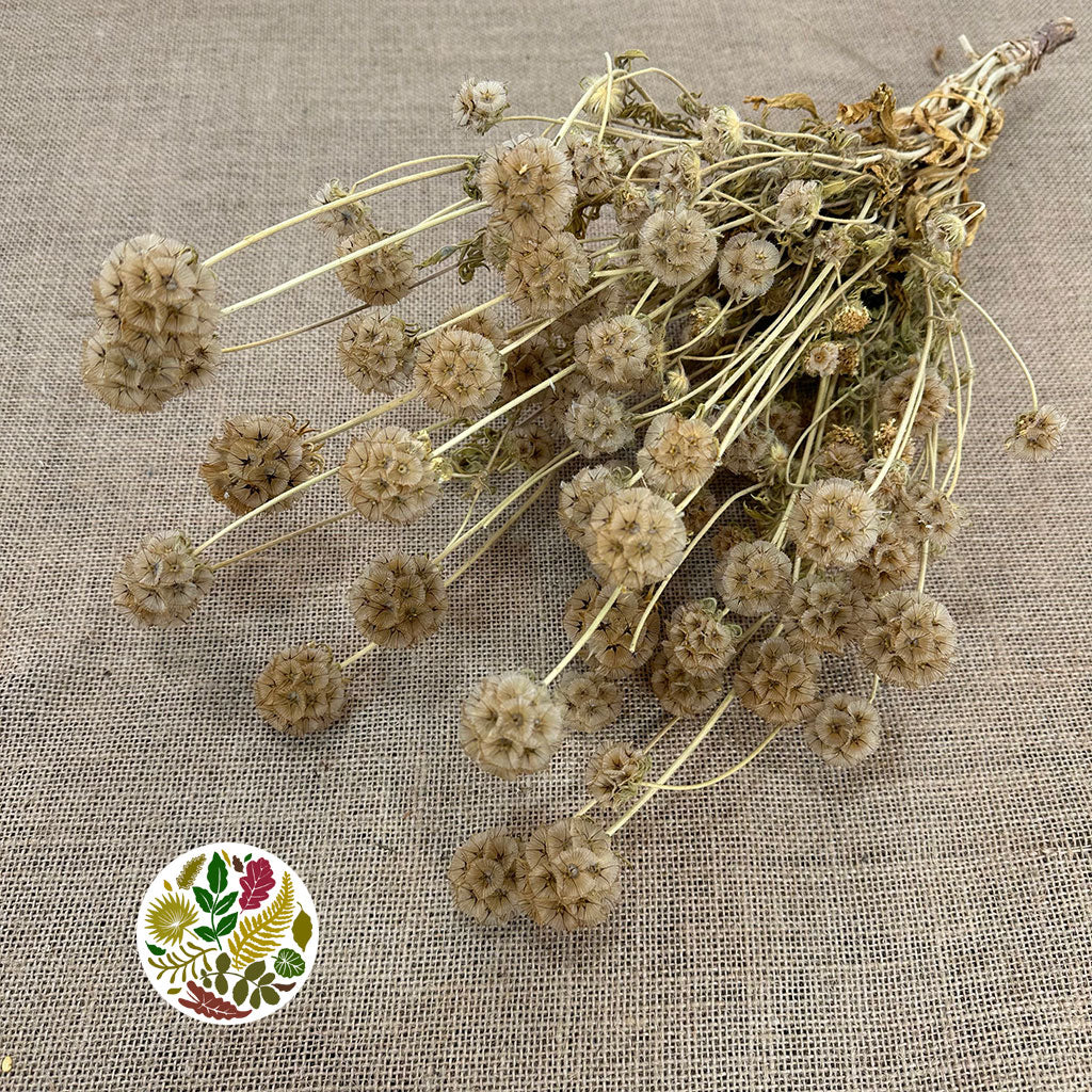 Scabious &#39;Star Seed Heads&#39; (Natural) (DRY)