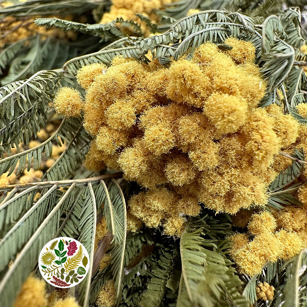 Mimosa &#39;Flower&#39; DRY (Natural Yellow)