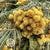 Mimosa 'Flower' DRY (Natural Yellow)