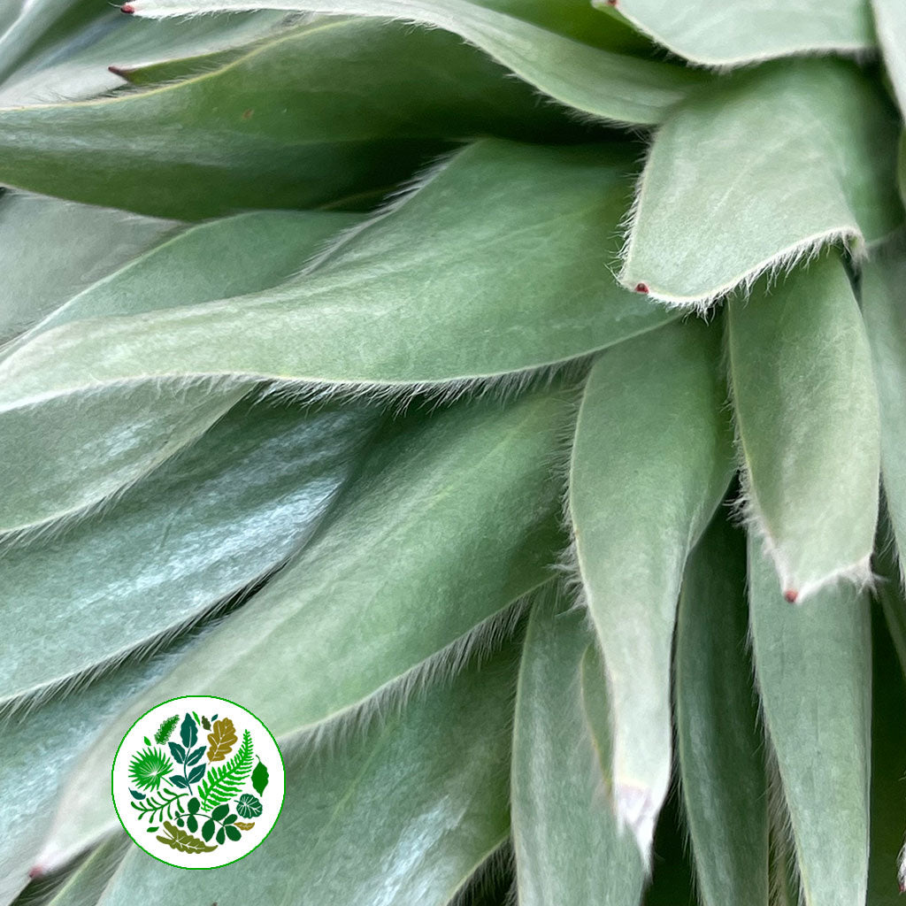 Leucadendron &#39;Argenteum &#39;(Various Lengths)