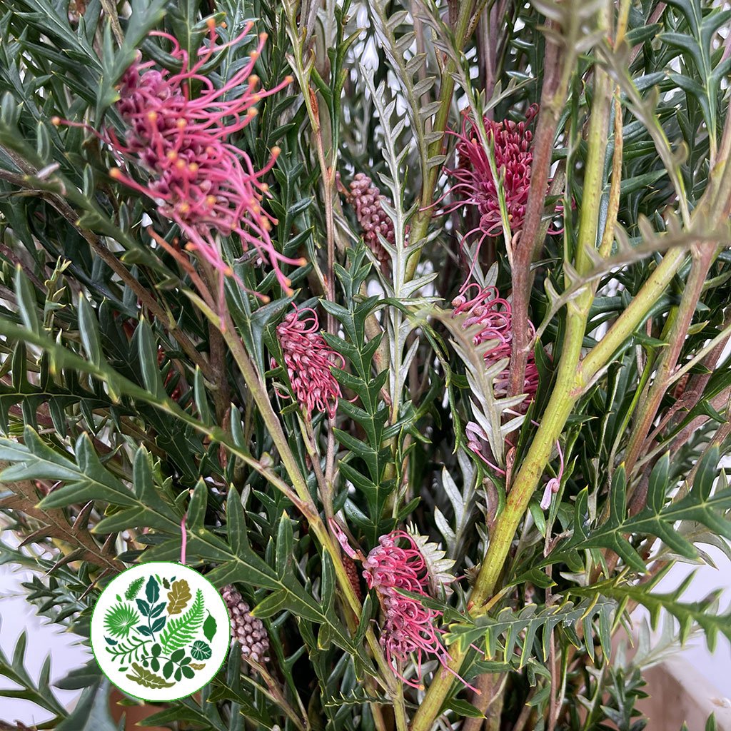 Grevillea &#39;Ivanhoe&#39; (Various Lengths)