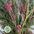 Grevillea 'Ivanhoe' (Various Lengths)