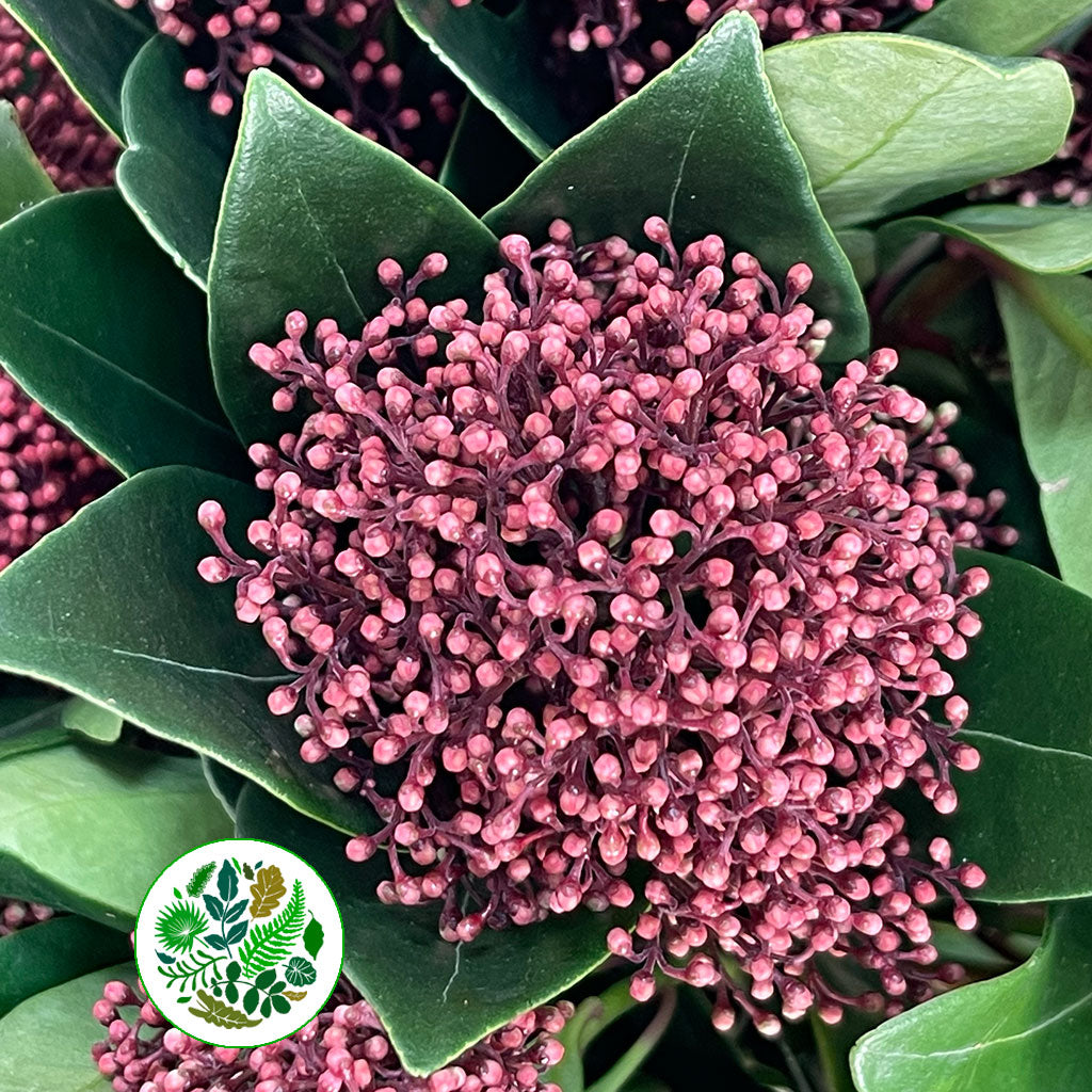 Skimmia &#39;Red&#39; (Various Lengths)