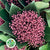 Skimmia 'Red' (Various Lengths)