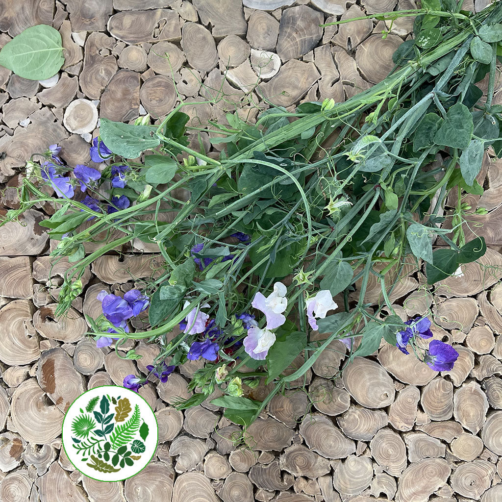 Sweet Pea &#39;Trailing&#39; (Wild) (Loose Bundle)