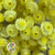 Helichrysum 'Italicum' (Natural Yellow) (DRY) (Various Sizes)