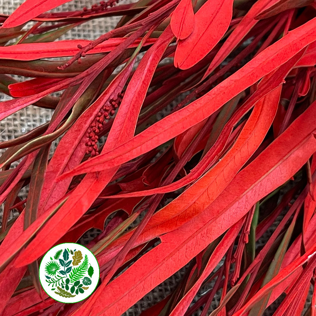 Grevillea &#39;Foliage&#39; (Painted Std Colours) (Various)