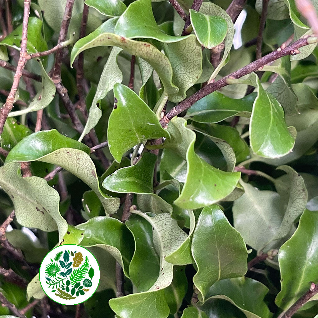 Pittosporum &#39;Green&#39; (Tenuifolia) (Wild) (Various Sizes)