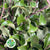 Pittosporum 'Green' (Tenuifolia) (Wild) (Various Sizes)