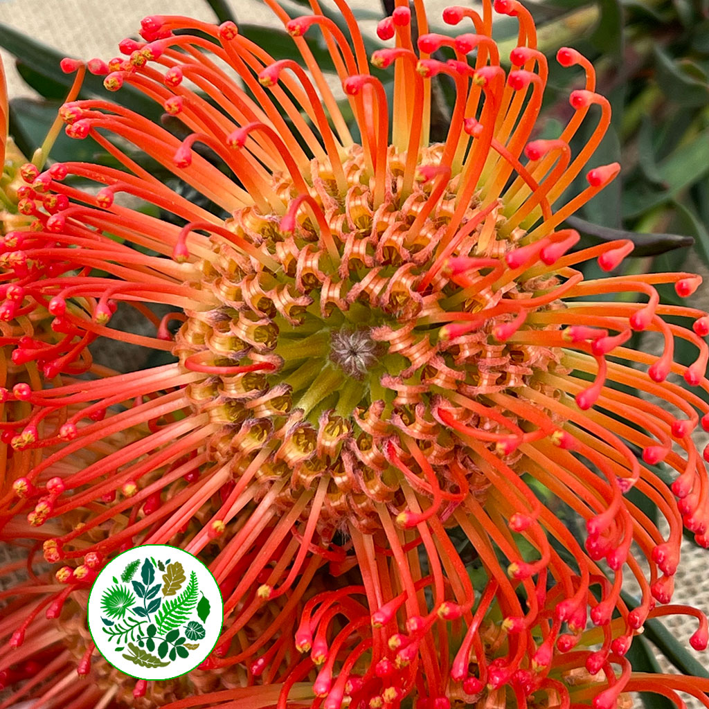 Pincushion Protea &#39;Succesion&#39; (Various Lengths)