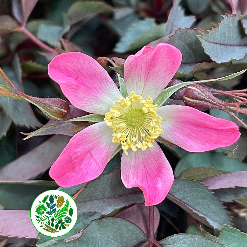 Rubrifolia &#39;Rose Foliage&#39; (Cultivated E) (Various Lengths)