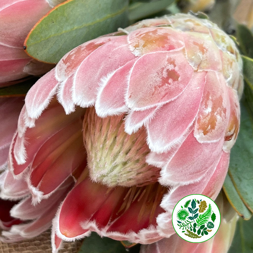 Protea &#39;Penny Pink&#39; (Various Lengths)