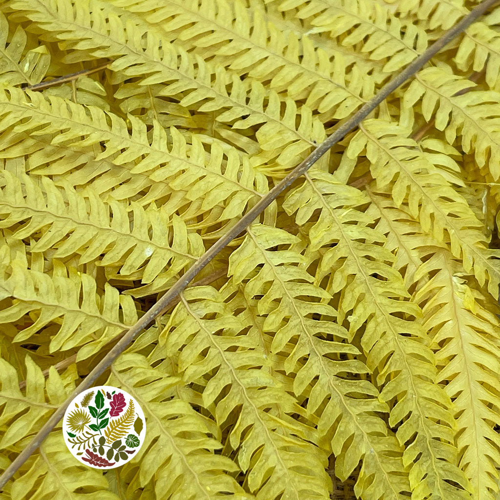 Fern &#39;Royal Fern&#39; (DRY) (Various Colours) 70cm (x5)