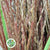 Grass 'Miscanthus' (Rotfelder Red) (Various Lengths)