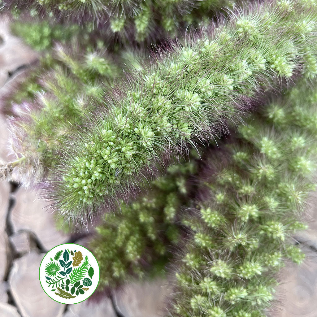 Setaria Italica &#39;Noam&#39; Grass (Various Lengths)