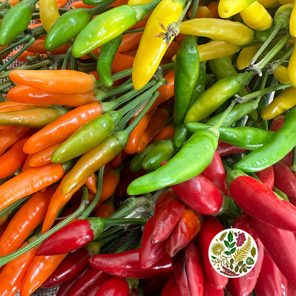 Pepper &#39;Capsicums&#39; (Mini Paprika) (Various Colours)