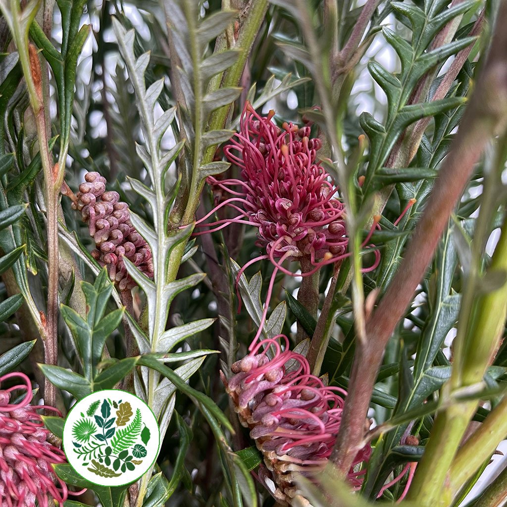 Grevillea &#39;Ivanhoe&#39; (Various Lengths)