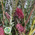 Grevillea 'Ivanhoe' (Various Lengths)