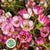 Wax Flower 'Ella Roze' (Various Lengths)