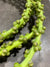 Palm 'Caryota Dates' (Fresh) (Various Sizes)