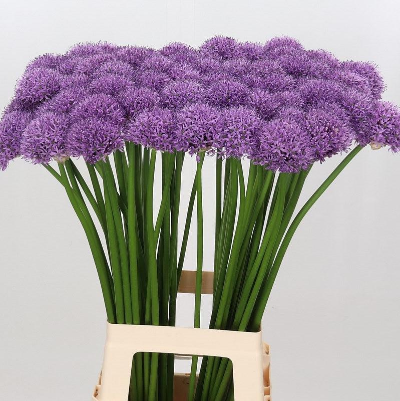 Allium &#39;Gladiator&#39; 90cm (x10)