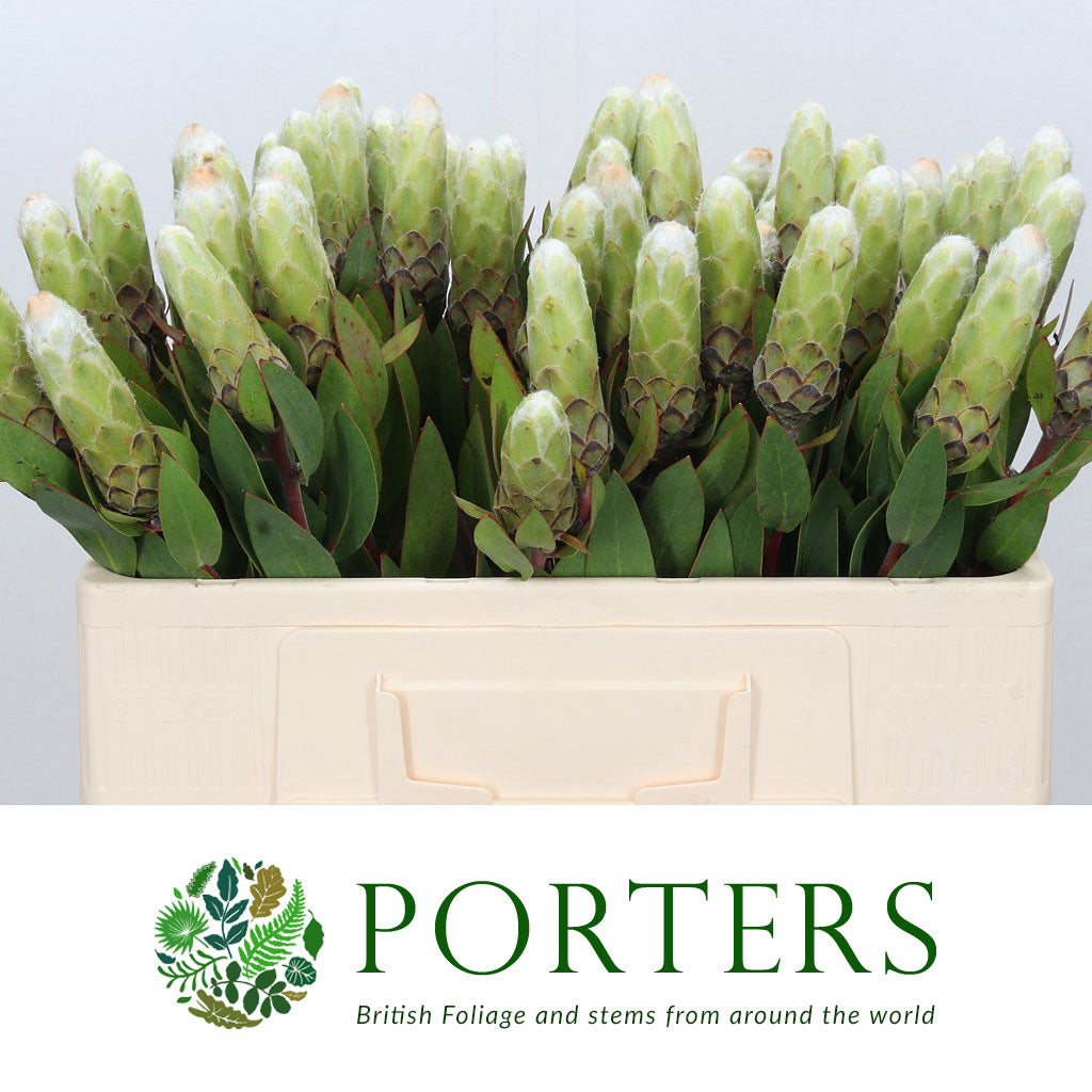 Protea &#39;Ayoba&#39; (Little Lady) White (Various Lengths)