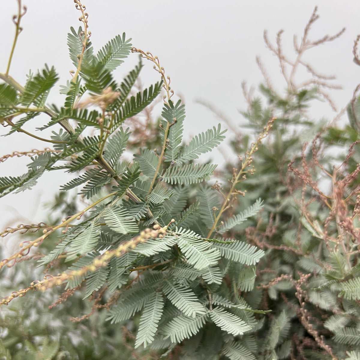 Mimosa &#39;Baileyana&#39; (Various Sizes)