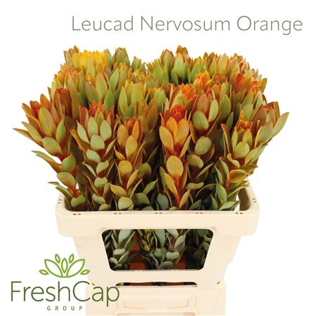 Leucadendron &#39;Nervosum&#39; (Coloured) (Various Lengths)
