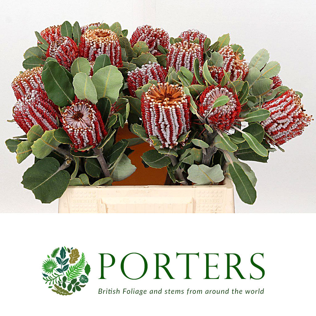 Protea &#39;Banksia&#39; (Coccinea) (Various Lengths)