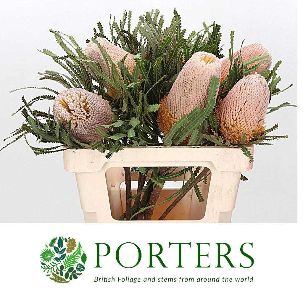 Protea &#39;Banksia&#39; (Hookeriana) (Various Lengths)