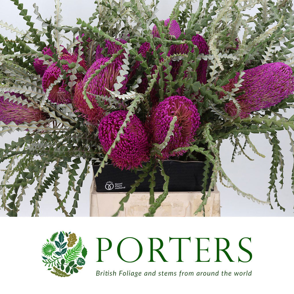 Protea &#39;Banksia&#39; (Speciosa) (Pink) (Various Lengths)