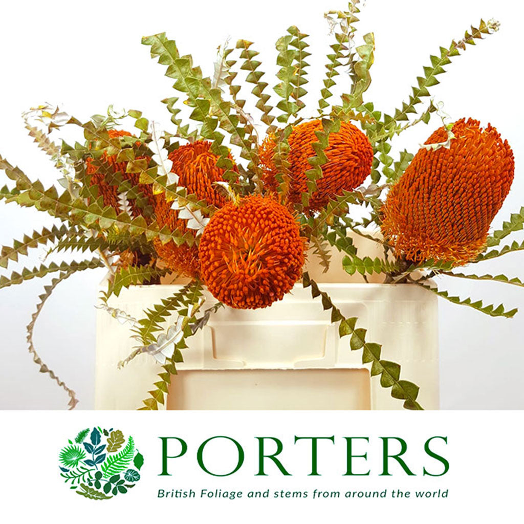 Protea &#39;Banksia&#39; (Speciosa) (Orange) (Various Lengths)