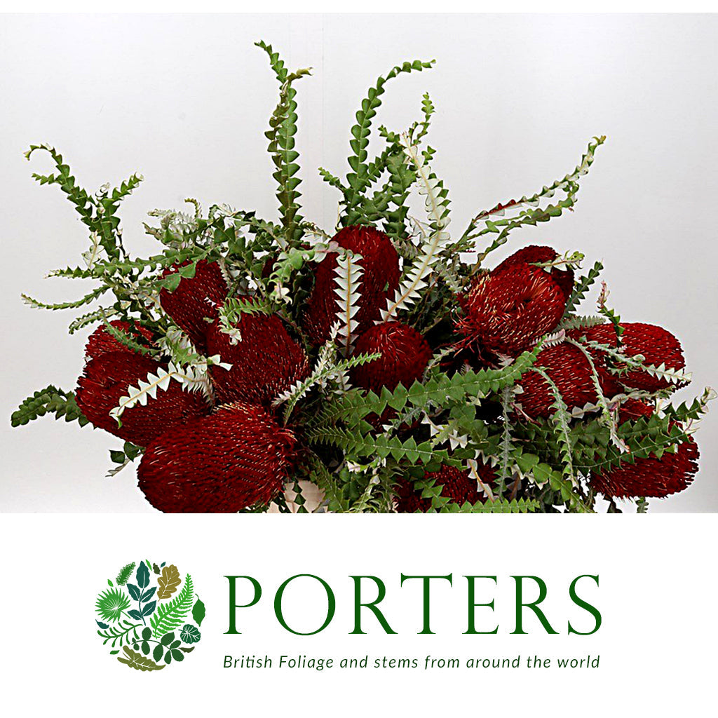 Protea &#39;Banksia&#39; (Speciosa) (Red) (Various Lengths)