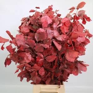 Beech &#39;Stabilized&#39; (Coloured) 60-80cm (DRY) (150g)