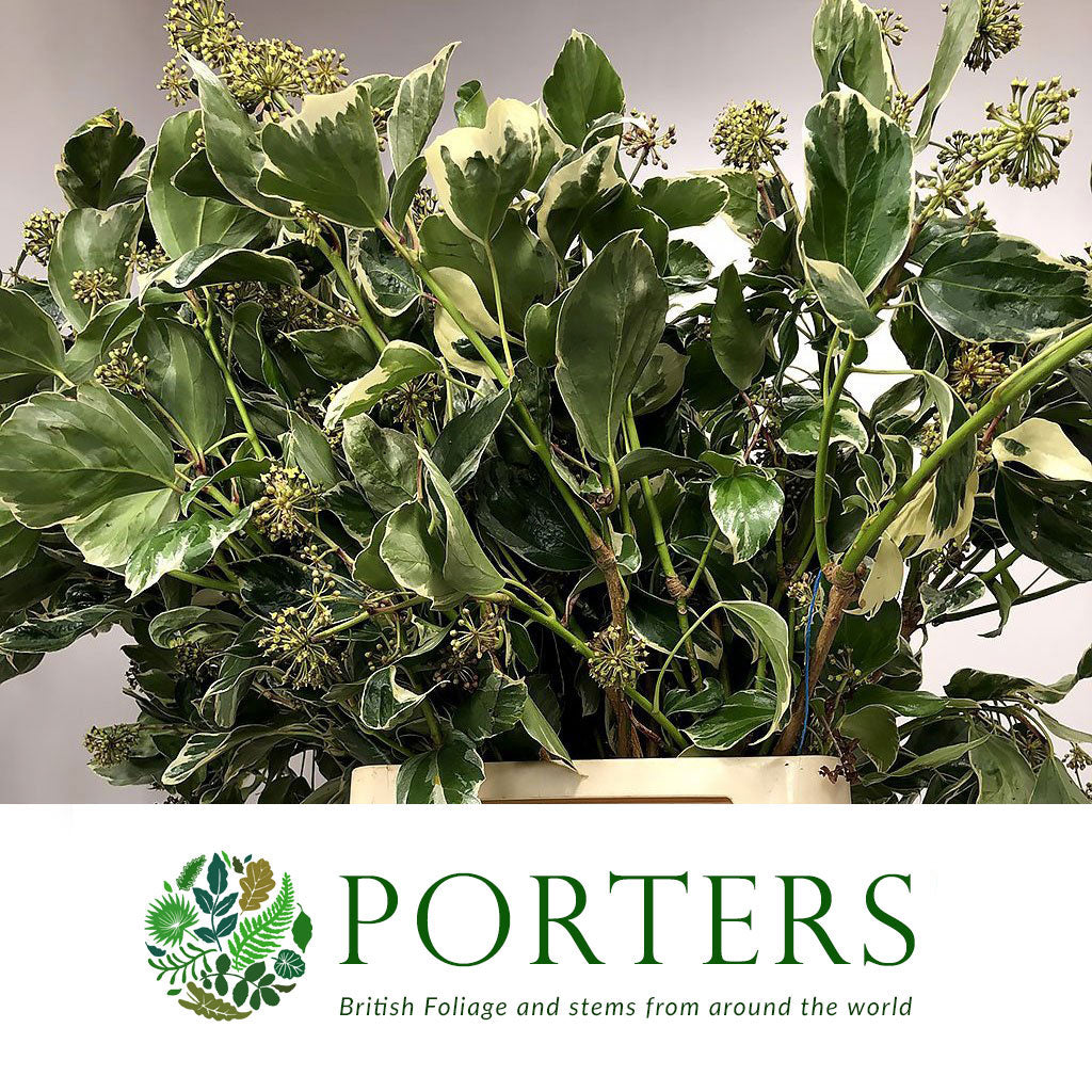 Ivy &#39;Berried&#39; (Variegated) (Wild) (Various Sizes)