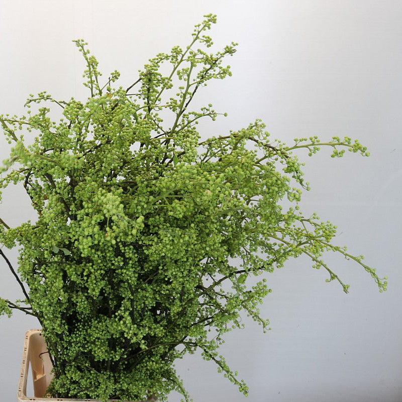 Litsea cubica (Various Sizes) (Per Stem)