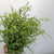 Litsea cubica (Various Sizes) (Per Stem)