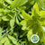 Choisya 'Cultivated' Large leaf 80cm (x10)