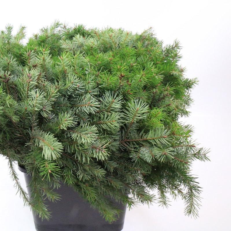 Pine &#39;Douglas&#39; (Hand Bunch) 50cm (x10)