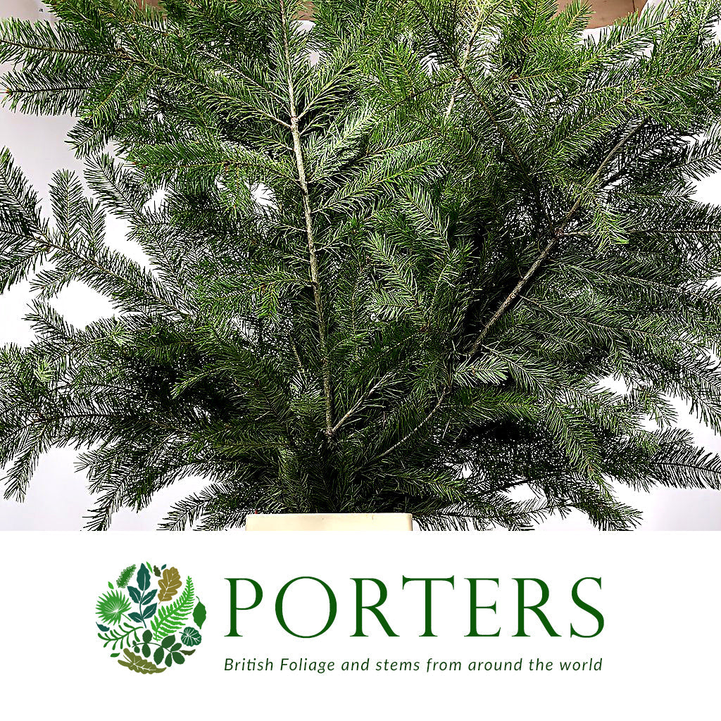 Pine &#39;Douglas&#39; (Wild) (Various Sizes)