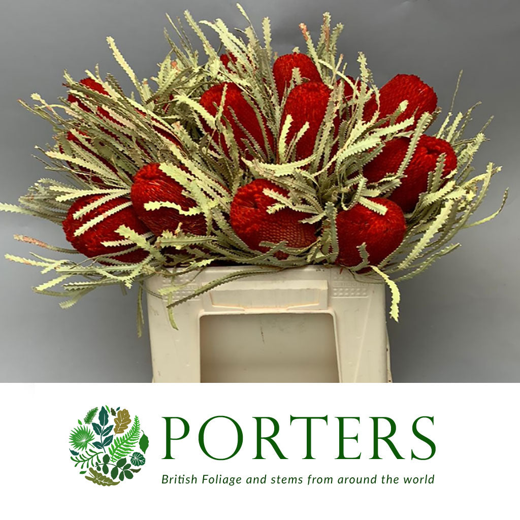 Protea &#39;Banksia&#39; (Hookeri) (Red) DRY (Various Lengths)