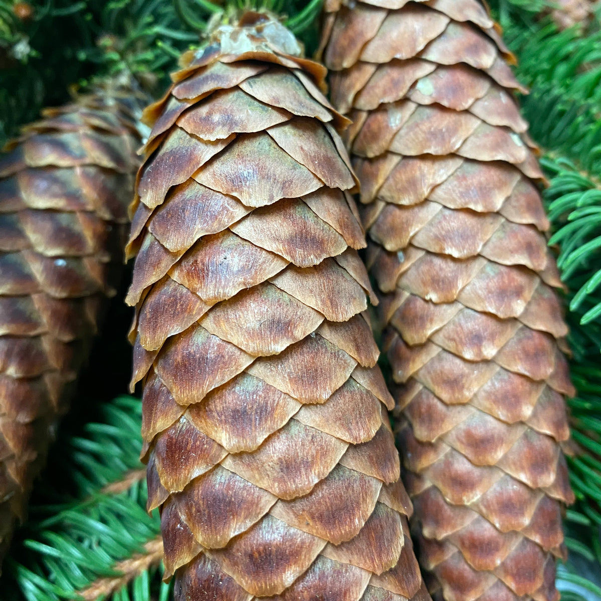 Pine &#39;Common Spruce&#39; (Wild) Bundle