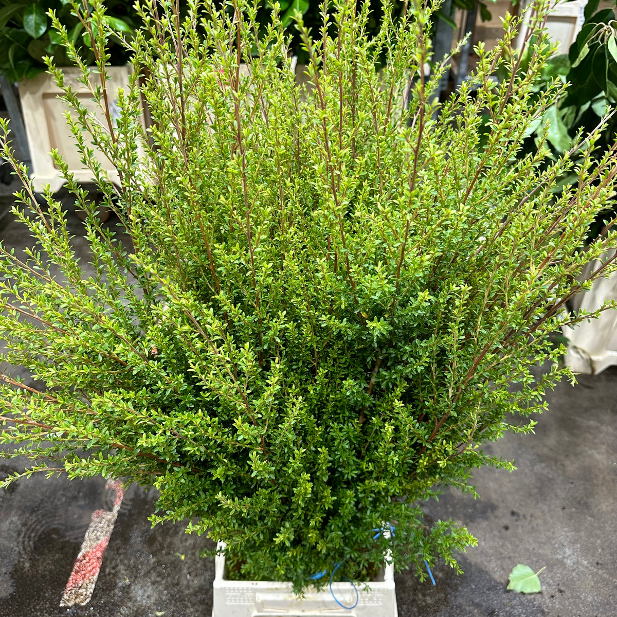 Melaleuca (Wild) C