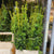 Conifer Yew 'Taxus Bacatta Aurea' Straight (x20)