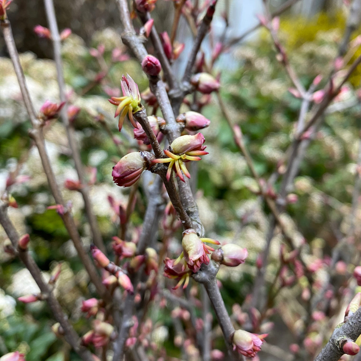 Katsura Branches Wild (Various Sizes)