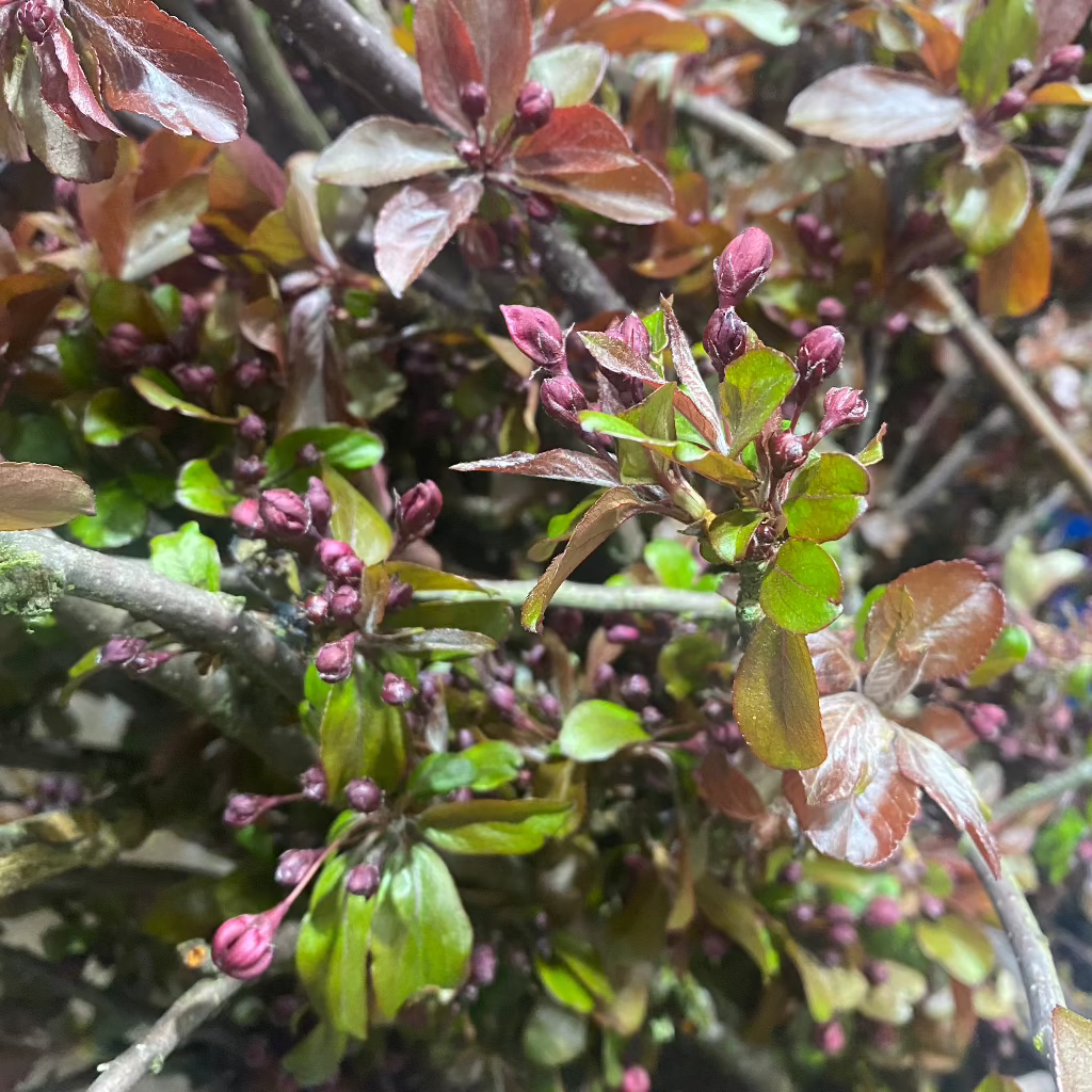 Blossom &#39;Crab Apple&#39; Wild (Various Sizes)