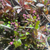 Blossom 'Crab Apple' Wild (Various Sizes)