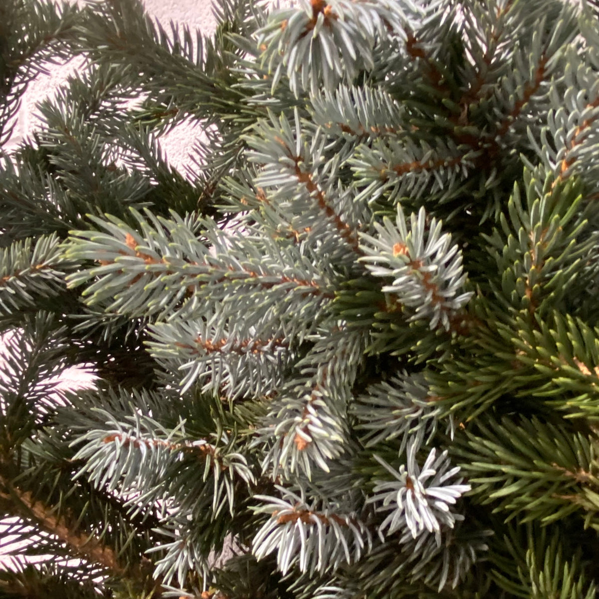 Pine &#39;Blue Spruce&#39; (Wild) Bundle