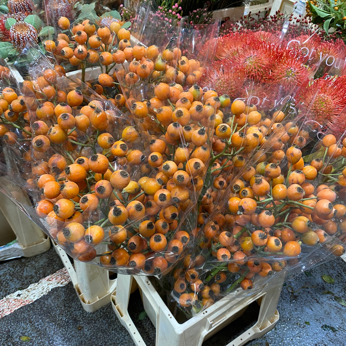 Rose Hips &#39;Hip Hop&#39; (Orange Natural) (Various Heights)